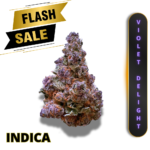 VIOLET DELIGHT(AAAA+) * FLASH SALE!