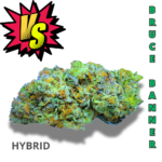 BRUCE BANNER (AAAA) *BATTLE BUD