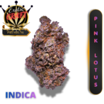 PINK LOTUS (AAAA++) * CEREBRAL EUPHORIA